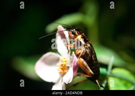 Velarifictorus aspersus Cricket sur studio shot Banque D'Images