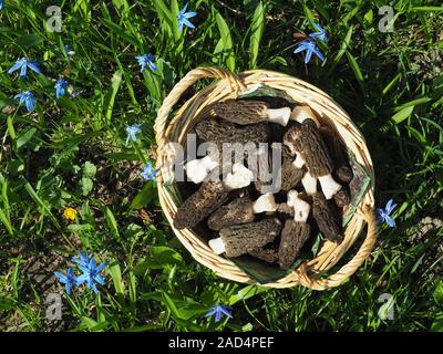 Punnett avec des morilles noires dans le pré au printemps Banque D'Images