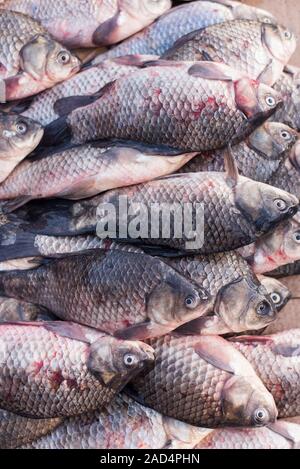 Les morts se trouve dans le marché. Vue du haut vers le bas sur plusieurs rangées de diverses matières poisson fraîchement pêché sur la glace à vendre Banque D'Images