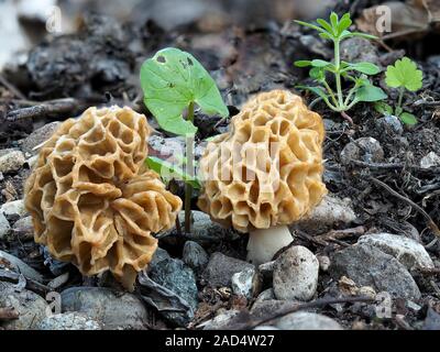 Morel commun, jaune, Morchella esculenta morille Banque D'Images