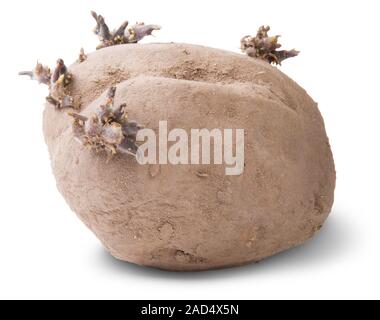 La germination des pommes de terre tournée sale Banque D'Images