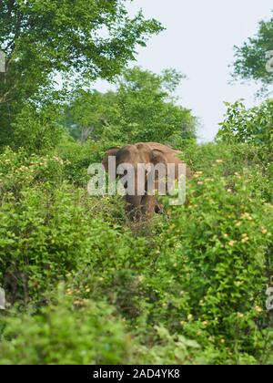 Le pâturage des éléphants et de refroidissement lui-même vers le bas avec la saleté dans le Parc National de Udawalawe Banque D'Images