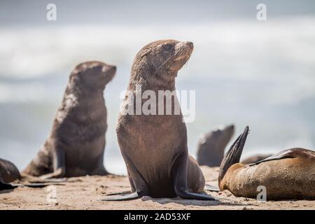 Les otaries à fourrure du Cap assis sur la plage. Banque D'Images