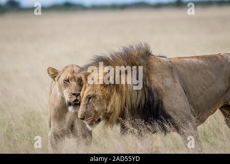 L'accouplement de deux Lions dans les hautes herbes. Banque D'Images