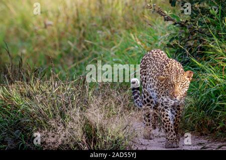 Leopard à marcher en direction de la caméra. Banque D'Images