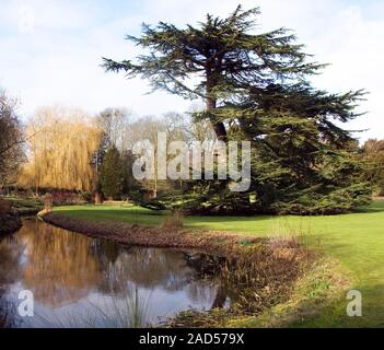 Le cèdre du Liban étêtés récemment à Little Ponton Hall est toujours une featue des jardins par le ruisseau qui a été élargi pour faire une lagune Banque D'Images