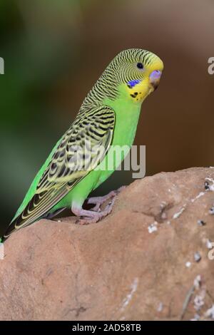 Portrait d'une perruche (melopsittacus undulata) perché sur un rocher Banque D'Images