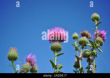 Le chardon-Marie (Silybum marianum, cardus marianus, Marian, Saint Mary's, de la Méditerranée ou chardon écossais)fleurs sur fond de ciel bleu vif Banque D'Images