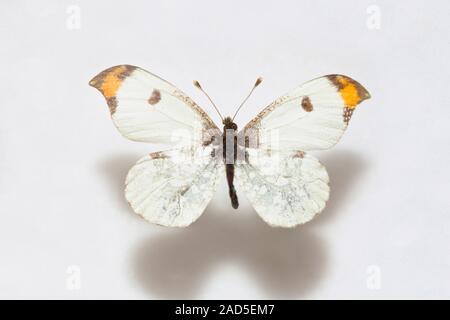 Spécimen de papillon,Corée Anthocharis scolymus Banque D'Images