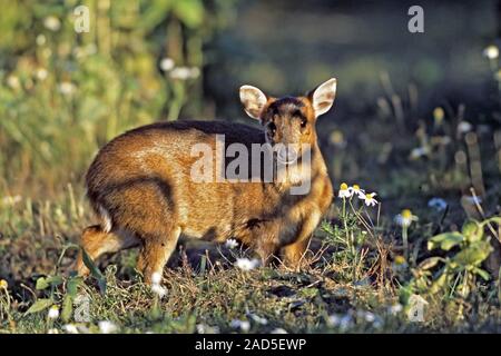 Reevess / Muntjac muntjac chinois / Deer Barking / Muntiacus reevesi Banque D'Images