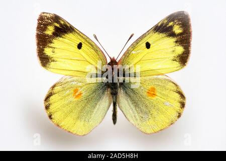 Spécimen de papillon Colias Corée,e,le Soufre Banque D'Images