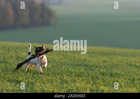 Peu cute happy size madness Jack Russell Terrier chien porte une grosse branche sur un pré vert Banque D'Images