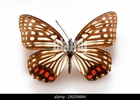 Spécimen de papillon,Corée Hestina assimilis Banque D'Images