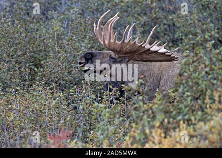 Bull Moose flehming / Alaska / Orignal Orignal Orignal géant / Alaska Banque D'Images