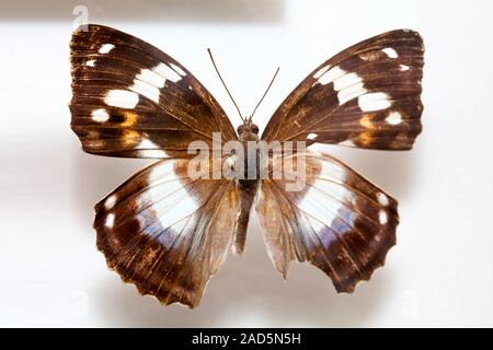 Spécimen de papillon,Corée schrenckii Mimathyma,Mâle Banque D'Images