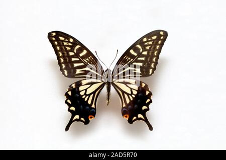 Spécimen de papillon machaon Tigre,Corée,femme Banque D'Images