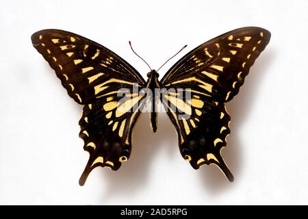 Spécimen de papillon machaon Tigre,Corée Banque D'Images