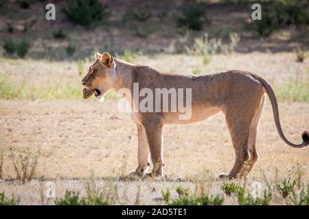 Lionne avec une tortue léopard capture. Banque D'Images