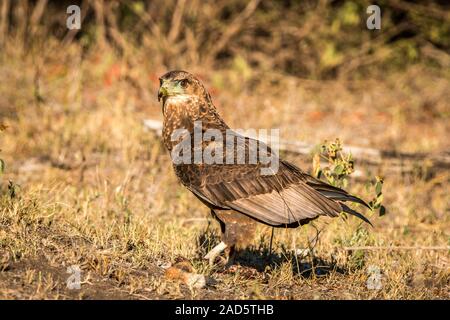 Bateleur juvénile debout dans l'herbe. Banque D'Images