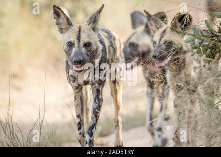 Les chiens sauvages africains à marcher en direction de la caméra. Banque D'Images