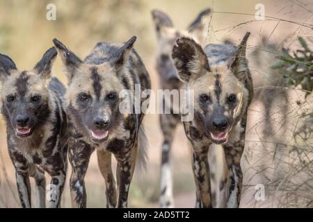 Les chiens sauvages africains à marcher en direction de la caméra. Banque D'Images