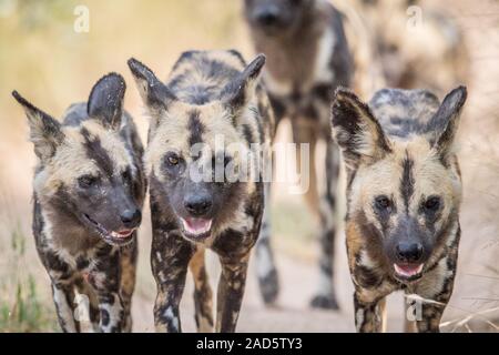 Les chiens sauvages africains à marcher en direction de la caméra. Banque D'Images