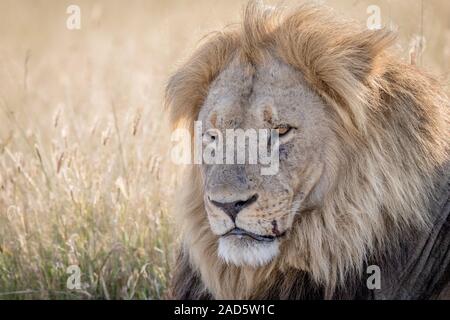 Close up d'un grand mâle Lion dans Chobe. Banque D'Images