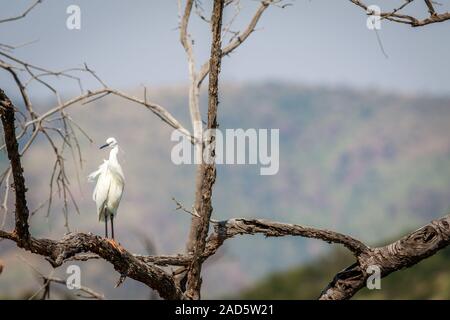 L'aigrette garzette assis dans un arbre. Banque D'Images