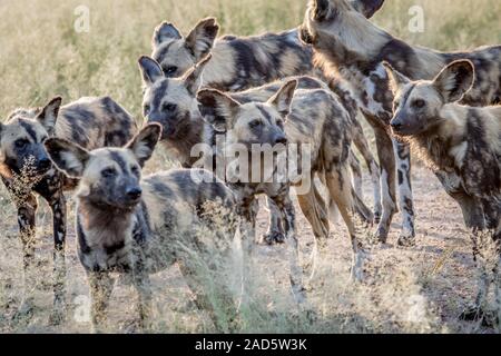 Pack de lycaons en marchant dans le sable. Banque D'Images