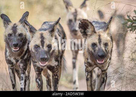 Les chiens sauvages africains à marcher en direction de la caméra. Banque D'Images