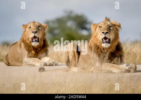 Deux jeunes frères lion mâle dans Kruger. Banque D'Images