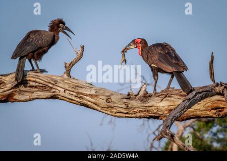 Calao terrestre du sud avec un kill. Banque D'Images