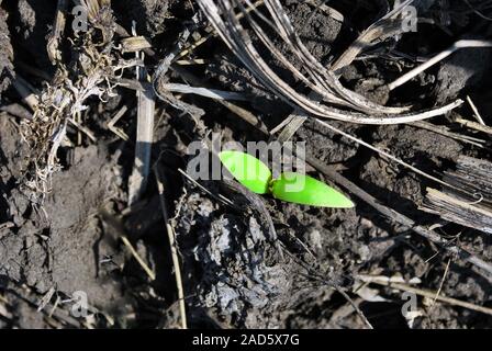 Petit tournesol plante poussant dans la terre noire, l'agriculture biologique, Close up premières feuilles, vue du dessus Banque D'Images