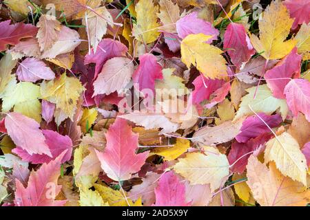 Feuilles d'érable de l'Amur (Acer ginnala) sur le sol, Automne, Minnesota, USA, par Dominique Braud/Dembinsky Assoc Photo Banque D'Images