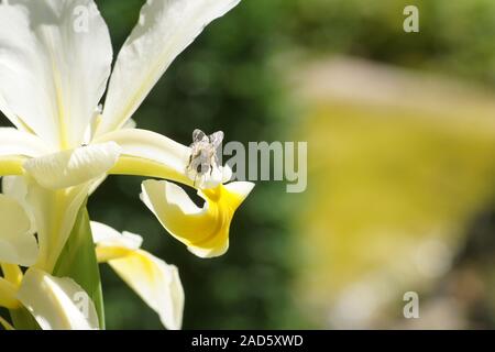 Iris ochroleuca, syn. Iris Iris orientalis, oriental, avec bee Banque D'Images