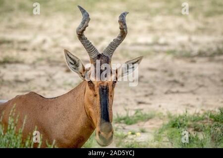 Close up d'un bubale rouge dans Kalagadi. Banque D'Images