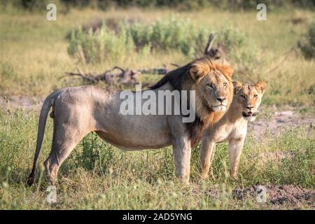 Un couple de lions d'accouplement de marcher dans l'herbe. Banque D'Images