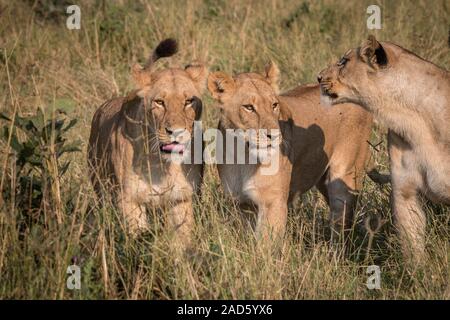 Trois Lions jouant dans l'herbe. Banque D'Images