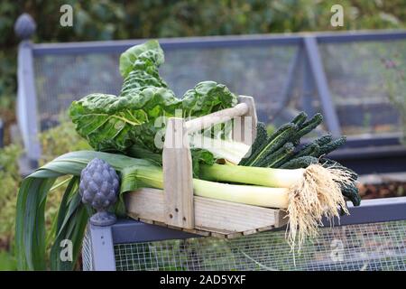 Les légumes d'hiver dans trug UK  + droits irlandais uniquement. Banque D'Images