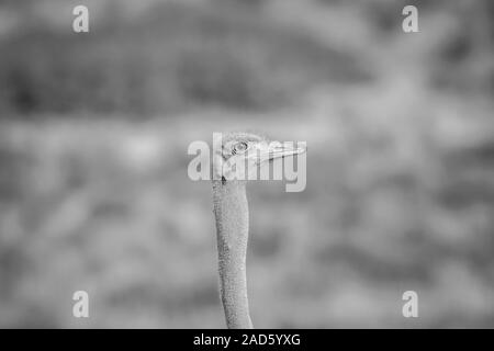 Gros plan d'une autruche mâle dans Kalagadi. Banque D'Images