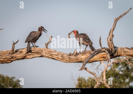 Deux calaos terrestre du sud sur la branche. Banque D'Images