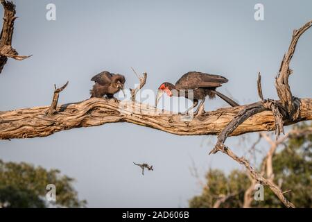 Deux calaos terrestre du sud sur la branche. Banque D'Images