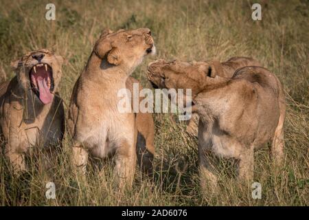 Trois Lions jouant dans l'herbe. Banque D'Images