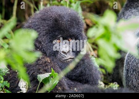Close up d'un bébé gorille de montagne. Banque D'Images