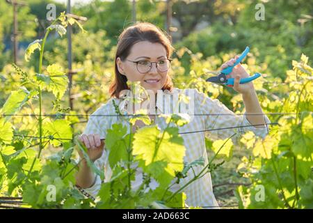 Femme mature avec de ciseaux sécateur de raisins buissons Banque D'Images