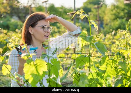 Femme mature avec de ciseaux sécateur de raisins buissons Banque D'Images