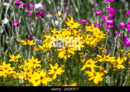 Tickseed Coreopsis verticillata 'Grandiflora' Banque D'Images