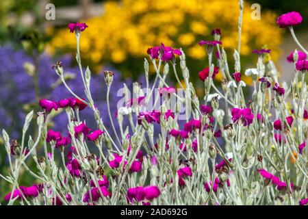 Rose Campion Lychnis coronaria Banque D'Images