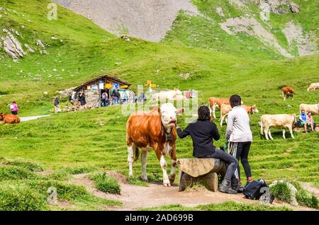 Grindelwald, Suisse - le 16 août 2019 : Les gens de toucher et nourrir les vaches sur les verts pâturages dans les Alpes suisses. Le bétail près des sentiers de randonnée alpine est une attraction touristique. Banque D'Images