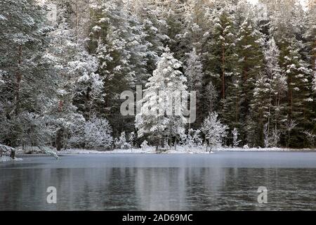 Les arbres gelés par petite Myllylammi lac sur une journée de l'hiver. Salo, Finlande. Décembre 2019. Banque D'Images